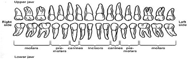 teeth positions